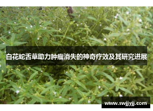 白花蛇舌草助力肿瘤消失的神奇疗效及其研究进展