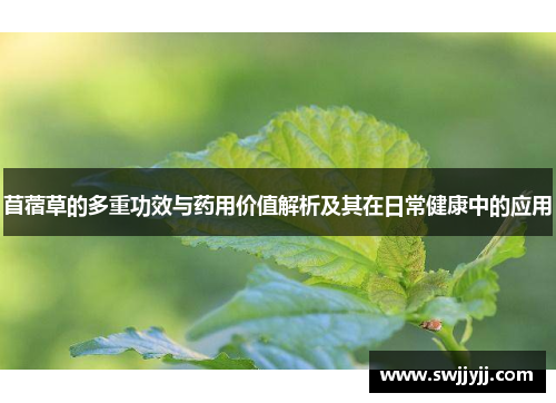 苜蓿草的多重功效与药用价值解析及其在日常健康中的应用